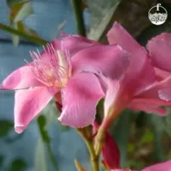 Modern Arali Flowers 1-arali flower-5970646-28479.webp